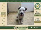 Adopt Rogue a Mixed Breed