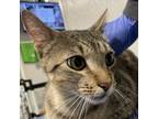 Adopt Lucky a Domestic Short Hair