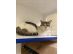 Adopt MAX a Domestic Short Hair