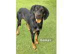 Adopt HOMER a Black and Tan Coonhound