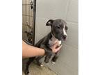 Adopt PEPPERONCINI a Pit Bull Terrier, Mixed Breed