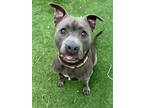 Adopt BURBERRY a Staffordshire Bull Terrier
