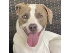 Adopt Yogi a Beagle, Terrier