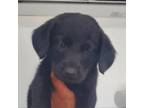 Adopt Naranja a Poodle, Labrador Retriever