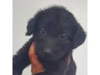 Adopt Amerelo a Poodle, Labrador Retriever