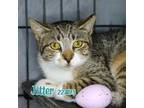 Adopt JITTER a Domestic Short Hair