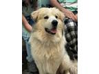 Adopt COSMO a Great Pyrenees