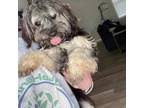 Adopt Burt a Shih Tzu