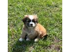 Adopt Parker a Shih Tzu, Poodle