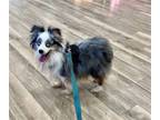 Adopt Riley (Toy Aussie) a Australian Shepherd