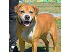 Adopt PERRY a Labrador Retriever, Black Mouth Cur