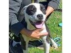 Adopt KEN a Pit Bull Terrier