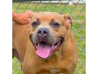Adopt BAY BAY a Pit Bull Terrier, Mixed Breed
