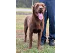 Adopt Guinness a Labrador Retriever, Mixed Breed