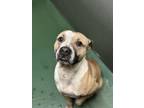 Adopt Ricky a Pit Bull Terrier