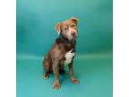 Adopt Pen 136c Ollie a Pit Bull Terrier