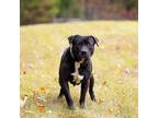 Adopt Pen 141c Boulder Hw Tx a Pit Bull Terrier