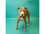 Adopt In Foster Ryder a Pit Bull Terrier