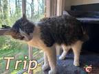 Adopt Trip a Maine Coon, Domestic Long Hair