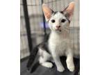 Adopt Abell kitten playmate a Domestic Short Hair