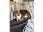 Adopt Sam a Domestic Short Hair