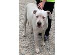 Adopt Crew a Dogo Argentino, Mastiff