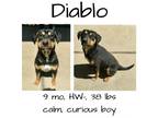 Adopt Diablo a Rottweiler, Pit Bull Terrier