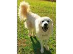 Adopt Cooper a Great Pyrenees
