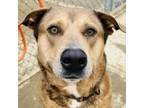 Adopt Tiger a Labrador Retriever, Pit Bull Terrier