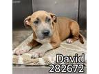 Adopt DAVID a Mixed Breed