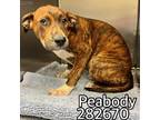 Adopt PEABODY a Mixed Breed