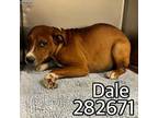 Adopt DALE a Mixed Breed