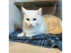 Adopt Snow a Domestic Short Hair