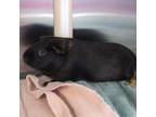 Adopt Ace--Bonded Buddy With Max a Guinea Pig