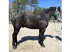 Grey Percheron gelding