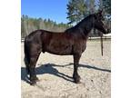 Friesian cross gelding