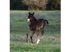 Stunning 2024 Jet Black Gypsy Cross Filly!