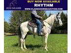 Grey Tobiano Spotted Saddle Gelding