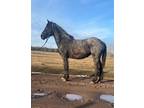 Percheron / Friesian Filly