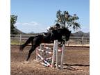 Handsome Thoroughbred Jumper for Your Consideration