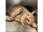 Adopt Max a Domestic Short Hair