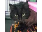 Adopt Sweet Pea a Domestic Long Hair