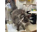 Adopt Trapper a Domestic Long Hair