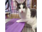 Adopt Despero (Desi) a Domestic Short Hair