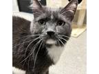 Adopt Hubert a Domestic Short Hair