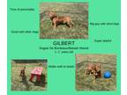 Adopt Gilbert a Dogue de Bordeaux, Basset Hound