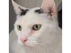 Adopt Tugboat a Domestic Short Hair