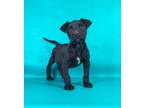 Adopt Hamlit a Catahoula Leopard Dog, Mixed Breed