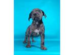 Adopt Havoc a Catahoula Leopard Dog, Mixed Breed