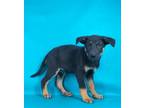 Adopt Carrot a German Shepherd Dog, Mixed Breed